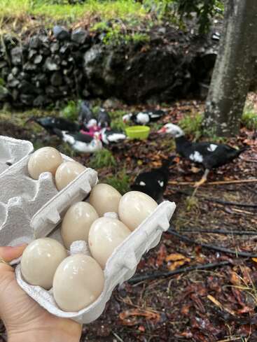 A hand holds a carton of fresh duck eggs outdoors. In the background, several ducks forage among leaves near trees and rocks, creating a natural farm scene.
