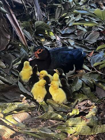 A mother duck sits on the ground surrounded by dry leaves, closely watching over her group of fluffy yellow and black ducklings gathered around her.