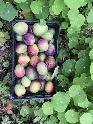 A black crate filled with freshly harvested, colorful mangoes sits on the ground, surrounded by lush green, round leaves and vibrant garden foliage.