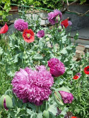 A vibrant garden with fluffy, purple and red poppies blooming amidst green foliage. Buds are opening under bright sunlight, surrounded by garden structures and leafy vines.