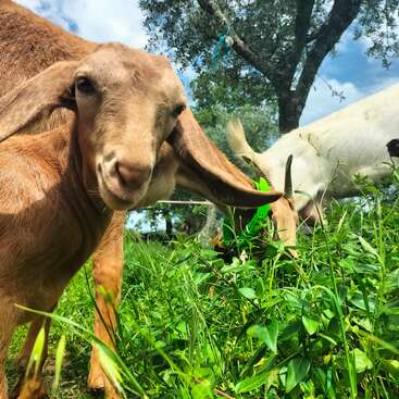 A curious brown goat with long ears looks into the camera while grazing in a green field. Other goats eat grass nearby under trees.