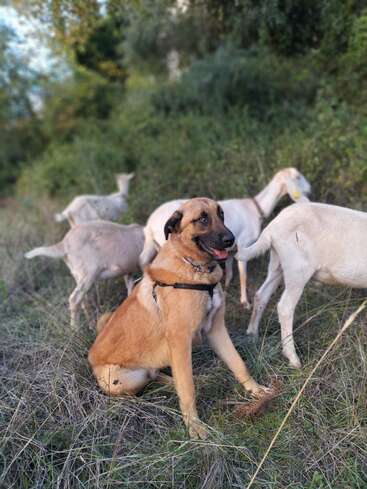 A large brown dog sits alertly on grass, surrounded by several white goats grazing. The background shows green foliage, creating a peaceful rural scene outdoors.