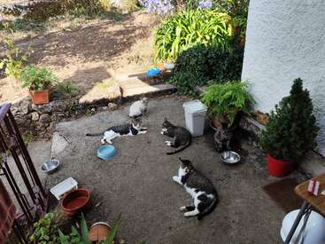 Six cats are lounging and sitting on a sunlit patio surrounded by potted plants, bowls, and a small table, creating a peaceful, outdoor, homey atmosphere.