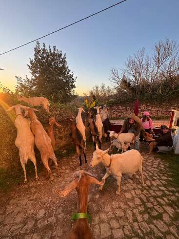 A group of goats gather on a cobblestone path at sunset. Three people are sitting nearby, feeding or interacting with them. Trees and bushes surround them.