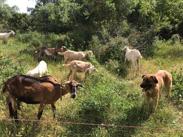 A group of goats graze on lush green grass in a sunny, wooded area. A large brown dog stands watchfully nearby, guarding the goats.