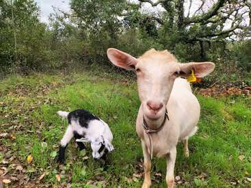 A cream-colored goat stands on green grass, looking at the camera. Nearby, a small black and white kid grazes. Dense trees fill the background.