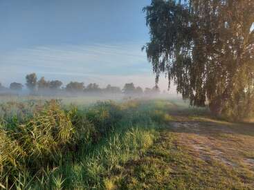 A peaceful countryside scene at sunrise, with tall grass, a dirt path, and a large tree, mist gently covering the distant trees and field.