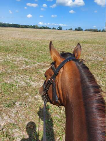 A brown horse with reins stands in a vast open field under a bright blue sky with scattered clouds. Green grass and trees line the horizon.