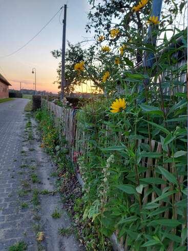 A rural pathway at sunset, lined with a rustic wooden fence and vibrant yellow flowers, with greenery and a peaceful, countryside atmosphere under a soft sky.
