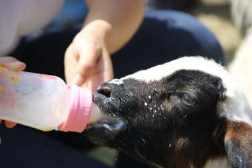 Eine kleine Ziege oder ein Schaf wird aus einer Flasche gefüttert, wahrscheinlich von seinem Besitzer, während es aufrecht gehalten wird. Das Tier steht auf einer Grasfläche.