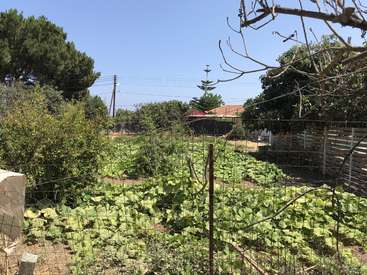 Das Bild zeigt eine ruhige Gartenszene mit einem üppigen, grünen Gemüsebeet, das von einem Drahtzaun umgeben ist, mit Bäumen und einem Haus im Hintergrund an einem sonnigen Tag.