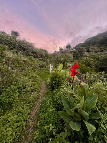 Ein schmaler Pfad schlängelt sich durch eine üppige, grüne Vegetation. Im Vordergrund blühen leuchtend rote Blumen. Der Himmel darüber leuchtet sanft in Rosa- und Violett-Tönen.
