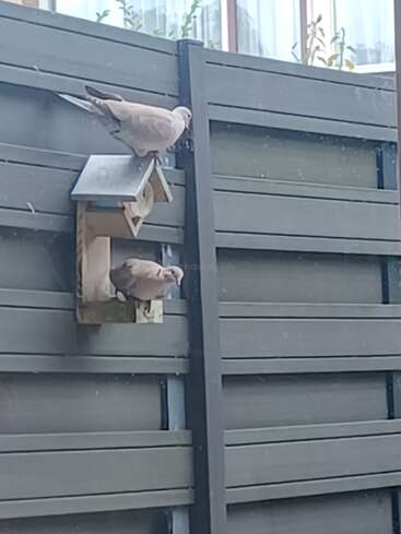 Dos palomas se posan en una pajarera de madera fijada a una valla alta y gris. La escena es tranquila, al aire libre, con la suave luz del día brillando a través de ella.