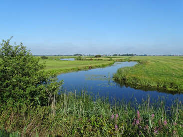 A serene wetland landscape with a winding waterway, lush green grass, bushes, wildflowers, and a clear blue sky stretching across the peaceful horizon.
