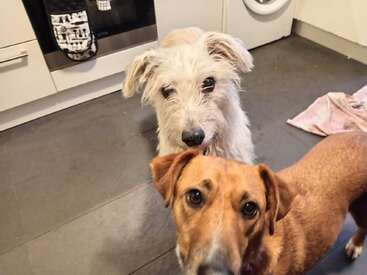 Dos adorables perros están de pie en el suelo de la cocina, mirando hacia arriba con expectación. Uno es marrón y el otro tiene el pelaje blanco y desgreñado. Cerca hay un horno.