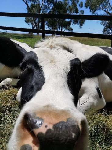 Primer plano de una vaca blanca y negra tumbada en la hierba, con su gran nariz y su cara curiosa ocupando todo el primer plano, y el cielo azul al fondo.