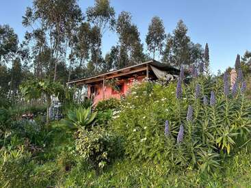 Uma casa rosa aconchegante fica em meio a uma folhagem verde exuberante e flores silvestres vibrantes, cercada por árvores altas sob um céu azul claro, criando uma cena rústica tranquila.