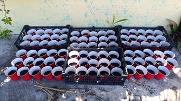 Esta imagen muestra varias cajas negras llenas de vasos de plástico rojos, cada uno con tierra. Los vasos están ordenados cuidadosamente, probablemente preparados para plantar semillas o germinarlas.