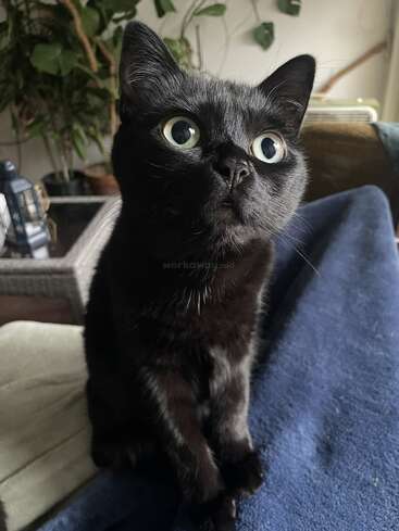 Um gato preto de olhos arregalados está sentado, atento, no colo de alguém, olhando para cima com curiosidade. O fundo mostra plantas de interior e móveis aconchegantes, criando um ambiente tranquilo dentro de casa.