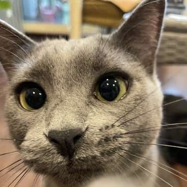 Esta foto em close-up mostra um gato cinza curioso, com olhos grandes e expressivos de cor verde-amarelada, pelo macio e orelhas bem atentas, criando um momento divertido e cativante.