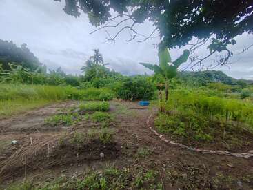 Unter wolkenverhangenem Himmel, umgeben von Bäumen und tropischen Pflanzen, gedeiht ein üppiger Garten. Sorgfältig gepflegte Beete mit verschiedenen Gemüsesorten schaffen eine friedliche und natürliche Umgebung.