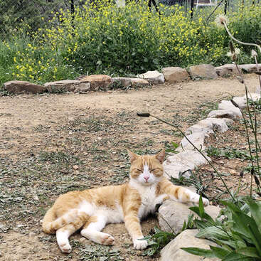 The image depicts an orange and white cat reclining on the ground, surrounded by rocks and plants, with a chain link fence visible in the background.