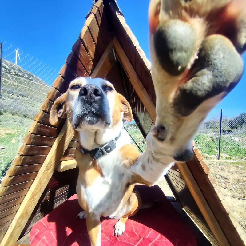 Un chien est assis dans une petite niche en bois, levant la patte vers l'appareil photo. Le ciel d'un bleu éclatant et le cadre naturel qui l'entoure créent une atmosphère ludique et conviviale.