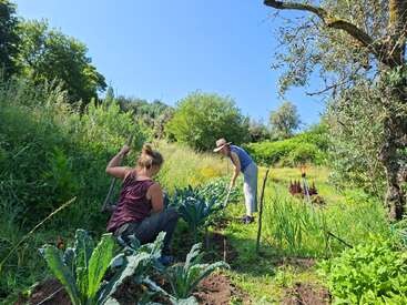 Dos personas trabajan juntas en un exuberante y verde huerto bajo un cielo azul brillante, rodeadas de árboles y plantas, disfrutando de un día soleado al aire libre.