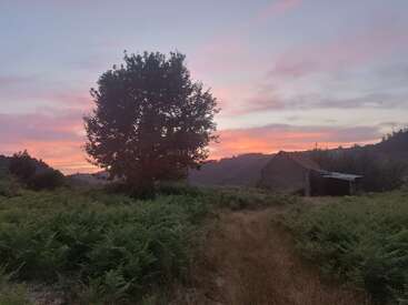 Un gran árbol se alza en un campo de helechos al atardecer, con una rústica cabaña cerca. El cielo brilla con hermosos tonos rosados y púrpuras.