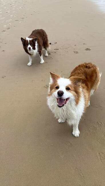 Two happy dogs stand on a sandy beach. The closest dog is smiling with a wet, fluffy coat. Paw prints trail across the smooth sand behind them.