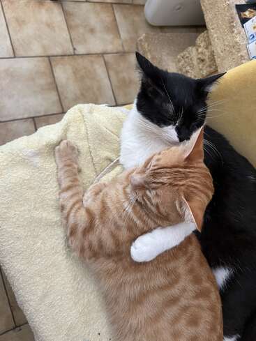 Two cats cuddle closely on a soft blanket, one orange tabby and one black-and-white. They appear peaceful and affectionate, lying together on a tiled floor.