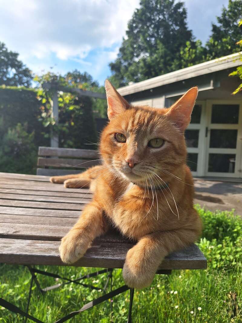 Eine entspannte rotbraune Katze liegt auf einem Holztisch im Freien und genießt den sonnigen Tag in einem üppig grünen Garten vor dem Hintergrund eines Hauses und des blauen Himmels.