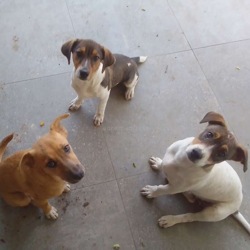 Can I Take A Dog To Costa Rica