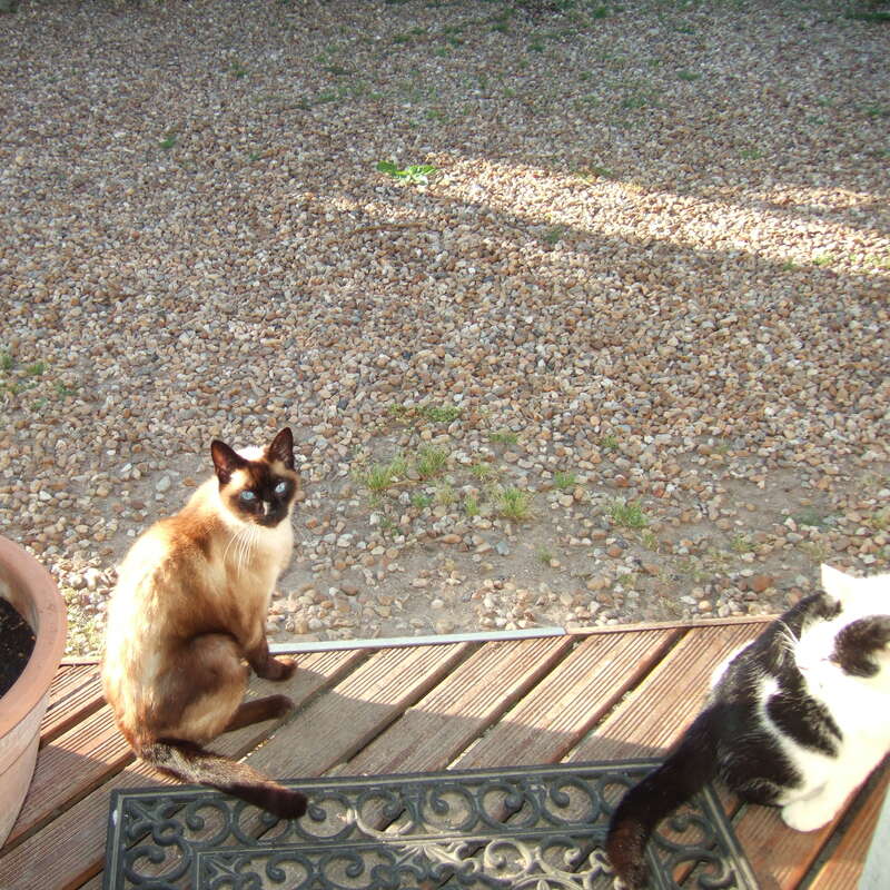 Dos gatos están sentados fuera en un día soleado. Un gato siamés está sentado sobre una terraza de madera; se ve parcialmente a otro gato blanco y negro. El fondo está cubierto de grava.