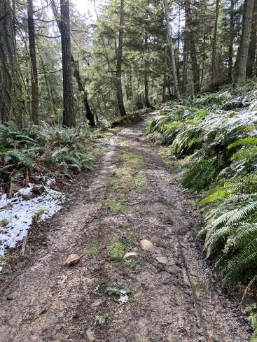 Un sentier forestier boueux serpente entre de grands arbres et des fougères luxuriantes. Des plaques de neige subsistent au sol, et la lumière du soleil filtre à travers les branches, créant une scène paisible.