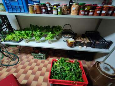This image shows shelves stocked with preserved jars, fresh lettuce, eggs in baskets, and a red crate filled with leafy greens, all arranged on a tiled floor.