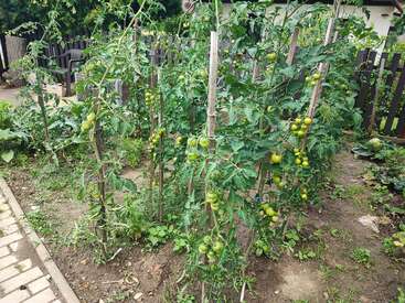 This image shows a small garden with multiple tomato plants supported by wooden stakes, lush green leaves, and ripening tomatoes, surrounded by a fence and patio chairs.