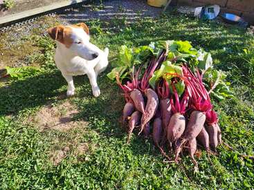 A small white and brown dog is sitting on green grass next to a large freshly harvested bunch of beetroots with leafy tops in a sunny garden.