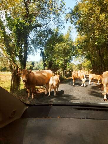 Um grupo de vacas bloqueia uma estrada rural estreita, cercada por árvores verdes e frondosas, vista de dentro de um carro em um dia ensolarado.