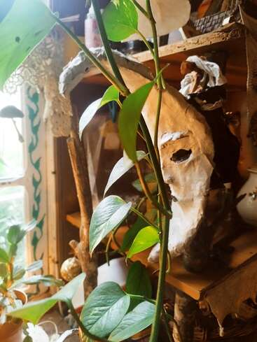 A leafy green plant climbs near a window, surrounded by sunlight, rustic shelves, art supplies, and a papier-mâché mask resting on a wooden shelf.