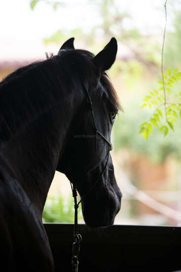 Um cavalo escuro está em um estábulo, olhando para fora. A luz do sol passa pelas folhas verdes, criando uma atmosfera serena e pacífica. O cavalo usa um cabresto simples.