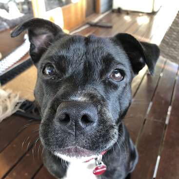 The image features a black dog with white markings on its chest and nose, gazing directly at the camera, set against a wooden floor background.