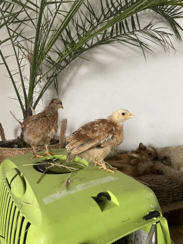 Dos pollitos están posados sobre un transportín verde, rodeados de hojas de palmera. Al fondo, un perrito descansa cómodamente en una cama tejida.