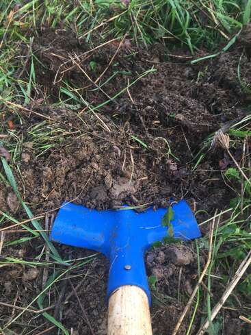 Eine Schaufel mit blauem Kopf und Holzgriff gräbt sich in die feuchte Erde und das Gras ein und suggeriert Gartenarbeit oder landwirtschaftliche Aktivitäten in einer natürlichen Umgebung im Grünen.