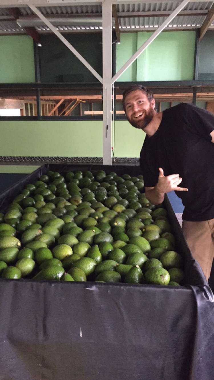 Avocado farm on Big Island of Hawaii!