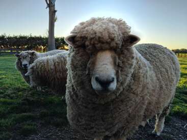 Na imagem, duas ovelhas fofas estão sobre a grama verde em um campo ao pôr do sol, com uma ovelha perto da câmera, parecendo curiosa e adorável.
