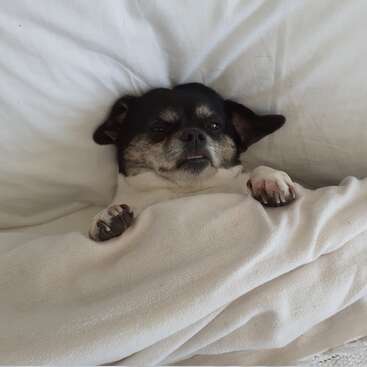 L'image représente un petit chien, probablement un chihuahua, se reposant confortablement dans un lit avec une couverture et un oreiller blancs, dégageant une impression de détente.