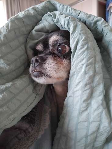 A small dog with black and white fur is wrapped snugly in a light blue blanket, peeking out with wide, expressive eyes, looking cozy and curious.