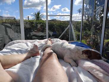 A person relaxes on a bed in a sunroom, next to a small dog. Sunlight streams through glass windows, revealing a bright garden and blue sky outside.