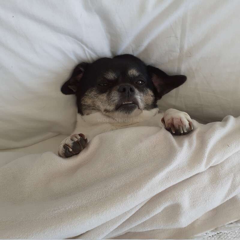 The image depicts a small dog, likely a Chihuahua, resting comfortably in bed with a white blanket and pillow, exuding a sense of relaxation.